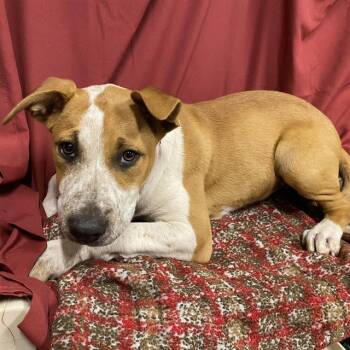 A611334 -  Pit Bull Terrier and Mixed Breed Dog for Adoption in Modesto, California - A611334 | PetCurious