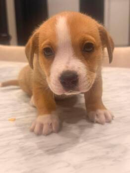 Sandy (Orphan Annie litter) -  Beagle and Corgi Dog for Adoption in Mt. Juliet, Tennessee - Sandy (Orphan Annie Litter) | PetCurious