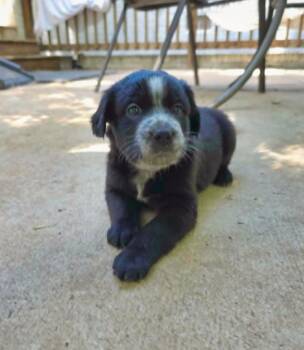 Rottweiler and German Shepherd Dog Dogs Available for Adoption in Wake Forest, North Carolina - Praline | PetCurious