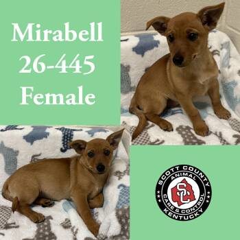 Mirabell -  Chihuahua Dog for Adoption in Georgetown, Kentucky - Mirabell | PetCurious