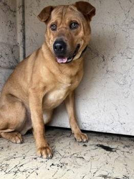 Mixed Breed Dogs Available for Adoption - Bear | PetCurious
