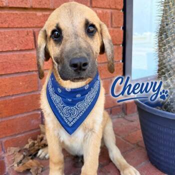 Chewy -  Labrador Retriever Dog for Adoption in Ferndale, Michigan - Chewy | PetCurious