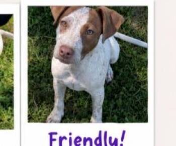 Rain (water themed litter) -  Hound and Pit Bull Terrier Dog for Adoption in Mt. Juliet, Tennessee - Rain (water Themed Litter) | PetCurious