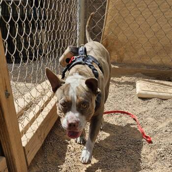 English Bulldog and Mixed Breed Dogs Available for Adoption - Gaucho | PetCurious