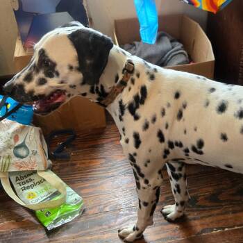 Toby -  Dalmatian Dog for Adoption in Southington, Ohio - Toby | PetCurious