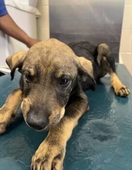 German Shepherd Dog and Mixed Breed Dogs Available for Adoption - BLAKE | PetCurious