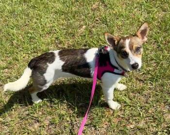 Rat Terrier and Chihuahua Dogs Available for Adoption in Pass Christian, Mississippi - Mindy | PetCurious
