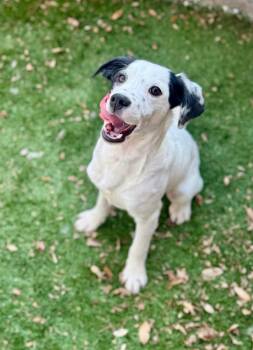 Dalmatian and Labrador Retriever Dogs Available for Adoption in Haslet, Texas - Bella | PetCurious