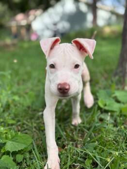 Rescue Mastiff and Pit Bull Terrier Dogs for Adoption in Gorham, Maine - Brody | PetCurious