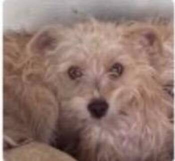 Terrier and Chihuahua Dogs Available for Adoption in Zimmerman, Minnesota - Snapper | PetCurious