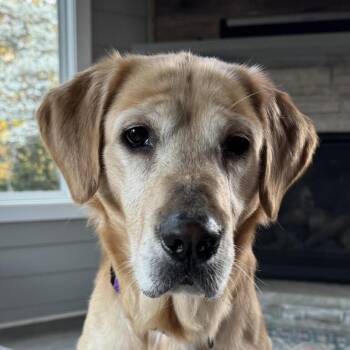 Labrador Retriever Dogs Available for Adoption - Tex Mex | PetCurious