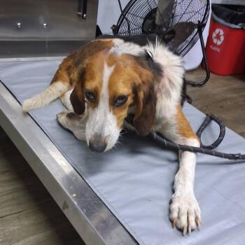Meeko -  Hound Dog for Adoption in Summerville, South Carolina - Meeko | PetCurious