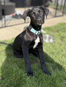 Labrador Retriever and Border Collie Dogs Available for Adoption in New Baltimore, Michigan - Tonka | PetCurious