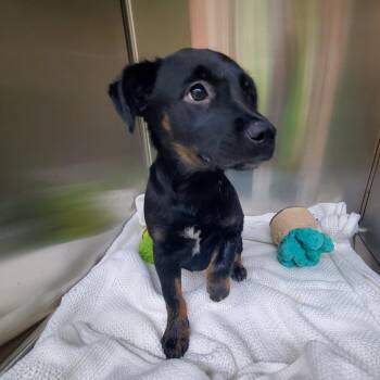 Shepherd Dogs Available for Adoption - Fiona | PetCurious