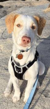 Indie -  Border Collie Dog for Adoption in New York, New York - Indie | PetCurious