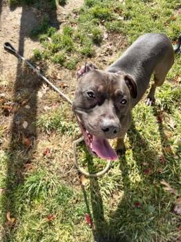 Rescue Mixed Breed Dogs for Adoption in Fallston, Maryland - Oreo | PetCurious