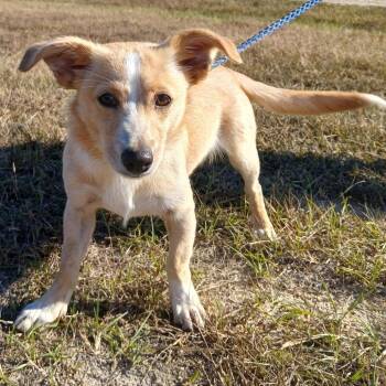 Luna 9106 AKA Cookie -  Chihuahua and Miniature Dachshund Dog for Adoption in Loxahatchee Groves, Florida - Luna 9106 AKA Cookie | PetCurious