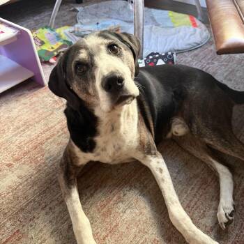 Luke -  Hound Dog for Adoption in Murray, Utah - Luke | PetCurious