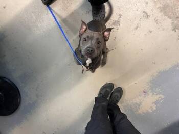 JIGGLE -  American Staffordshire Terrier Dog for Adoption in Tallahassee, Florida - JIGGLE | PetCurious