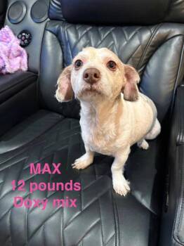 Max -  Dachshund and Chihuahua Dog for Adoption in Brooksville, Florida - Max | PetCurious