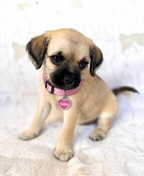 Chrissy -  Pug and Miniature Poodle Dog for Adoption in Newport Beach, California - Chrissy | PetCurious