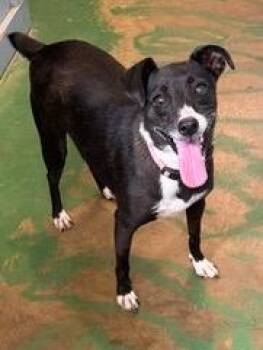 Daisy 26 -  Mixed Breed Dog for Adoption in Brookhaven, Mississippi - Daisy 26 | PetCurious