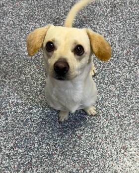 Dachshund Dogs Available for Adoption in Las Vegas, Nevada - Tater | PetCurious