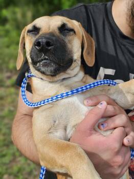 Terrier Dogs Available for Adoption in Fort Payne, Alabama - Bear | PetCurious