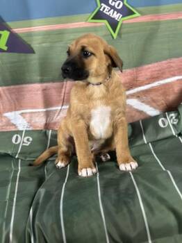 Retriever and Mixed Breed Dogs Available for Adoption - Dolphin | PetCurious