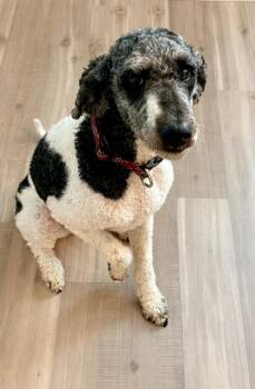 Charlie Girl -  Standard Poodle Dog for Adoption in Merrillville, Indiana - Charlie Girl | PetCurious