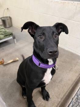 Pit Bull Terrier Dogs Available for Adoption in St. Helens, Oregon - Bark | PetCurious