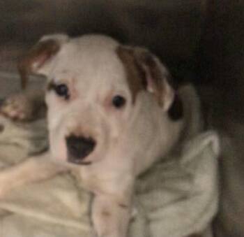 Matilda -  Labrador Retriever and Bulldog Dog for Adoption in Parma, Ohio - Matilda | PetCurious