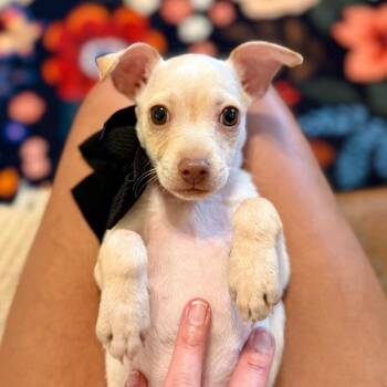 Rhett Williams a Very Good Boy -  Chihuahua and Terrier Dog for Adoption in Friendswood, Texas - Rhett Williams A Very Good Boy | PetCurious