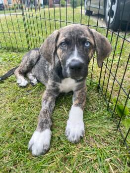 Pop -  Labrador Retriever Dog for Adoption in Grand Rapids, Michigan - Pop | PetCurious