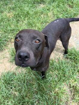 Rescue Pit Bull Terrier Dogs for Adoption in Eagle, Idaho - Conga | PetCurious