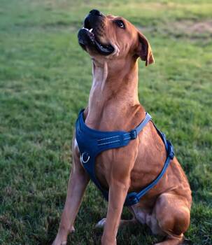 MELDOY -  Boxer Dog for Adoption in New York, New York - MELDOY | PetCurious