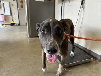 Pit Bull Terrier Dogs Available for Adoption in Ontario, California - LORRAINE | PetCurious