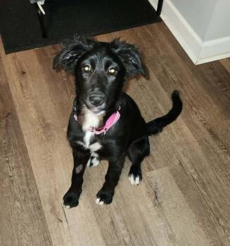 Ryleigh -  Flat Coated Retriever Dog for Adoption in Grand Rapids, Michigan - Ryleigh | PetCurious