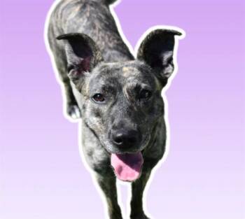 Plott Hound and Mixed Breed Dogs Available for Adoption in Sarasota, Florida - JOSIE | PetCurious