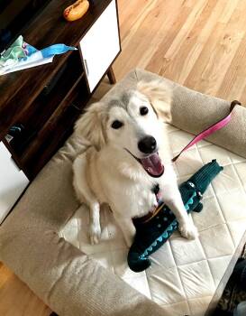 Rescue Great Pyrenees and Husky Dogs for Adoption in Boulder, Colorado - Suki | PetCurious