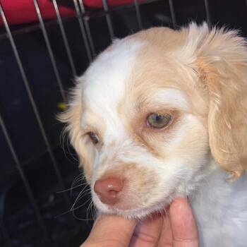 Poodle Dogs Available for Adoption in Tucson, Arizona - Coco | PetCurious