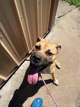 Tilly -  Great Dane Dog for Adoption in Salem, West Virginia - Tilly | PetCurious