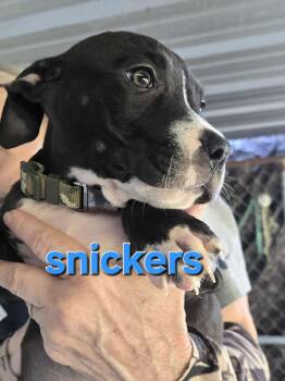 Rescue Pit Bull Terrier Dogs for Adoption in Arlee, Montana - Snickers | PetCurious