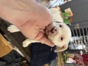 Mixed Breed Dogs Available for Adoption - Ari | PetCurious