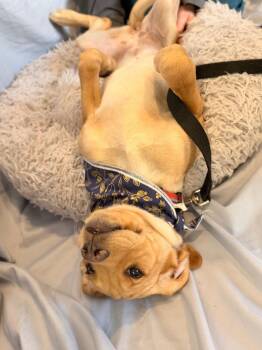 Mixed Breed Dogs Available for Adoption - Reba | PetCurious