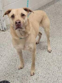 Mixed Breed Dogs Available for Adoption in Kansas City, Missouri - Waffles | PetCurious
