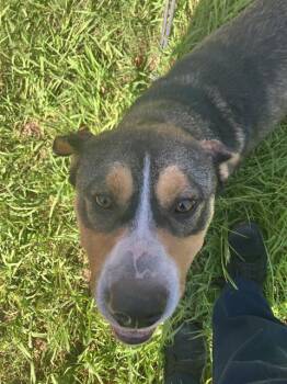 LULU -  Mixed Breed Dog for Adoption in Dallas, Texas - LULU | PetCurious