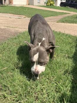 Rescue Mixed Breed Dogs for Adoption in Dallas, Texas - ROXIE | PetCurious