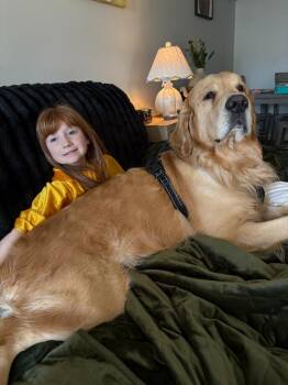 Teddy **COURTESY LISTING** -  Golden Retriever Dog for Adoption in Peru, New York - Teddy **COURTESY LISTING** | PetCurious