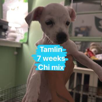 Rescue Chihuahua Dogs for Adoption in Tampa, Florida - Tamlin | PetCurious